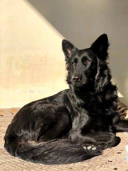 black German female shepherd