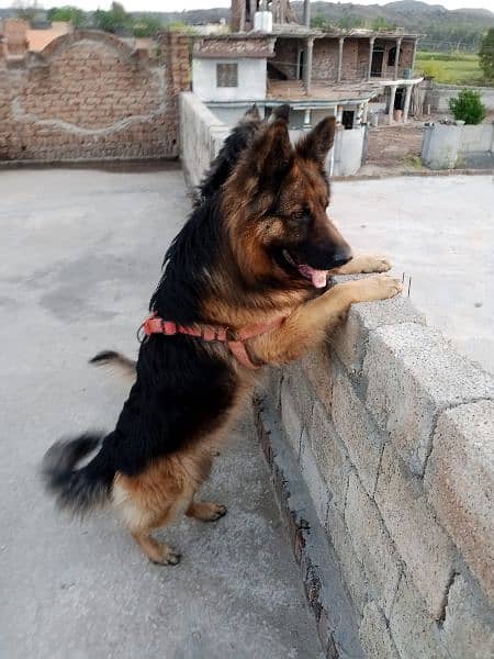 Non pedigree German Shepherd