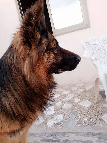 Non pedigree German Shepherd