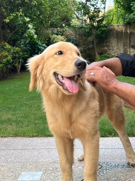 Golden Retriever male kcp pedigreed puppy