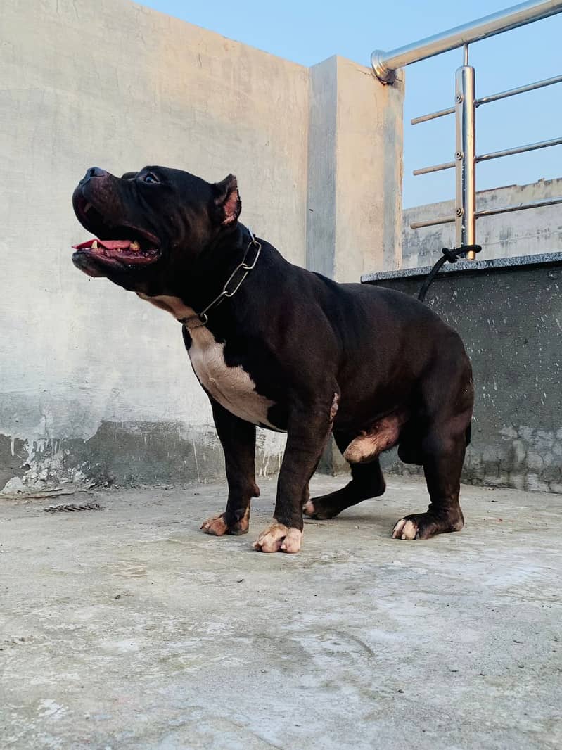 American bully male