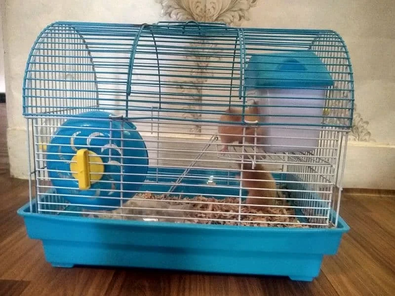 hamsters pair with cage