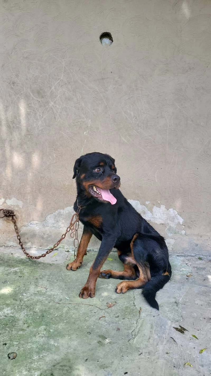 Male Rottweiler for sale-Image 2