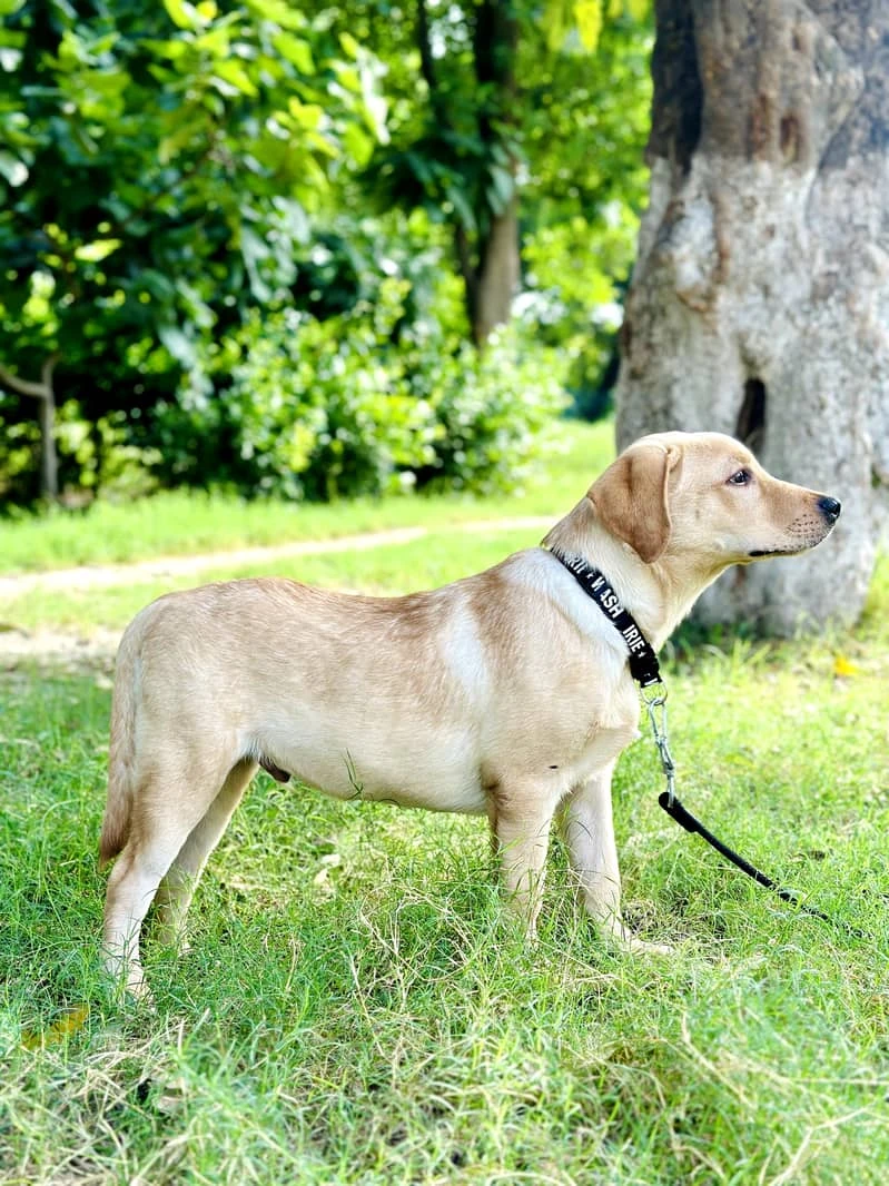 Golden Labrador Dog/ Puppy (Pedigree)