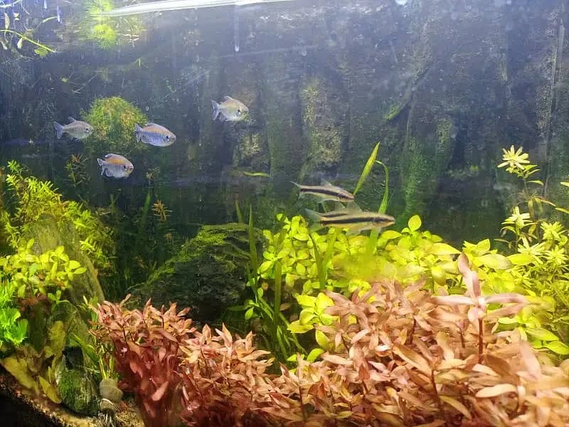 Aquarium, Fish Pond - Aquariums