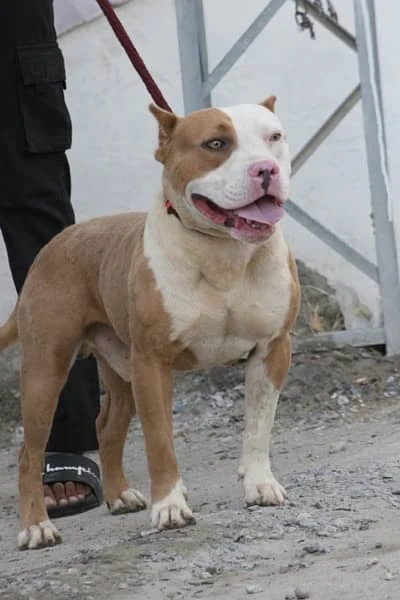 American pitbull