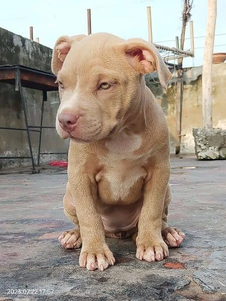 Pitbull x American bully pup