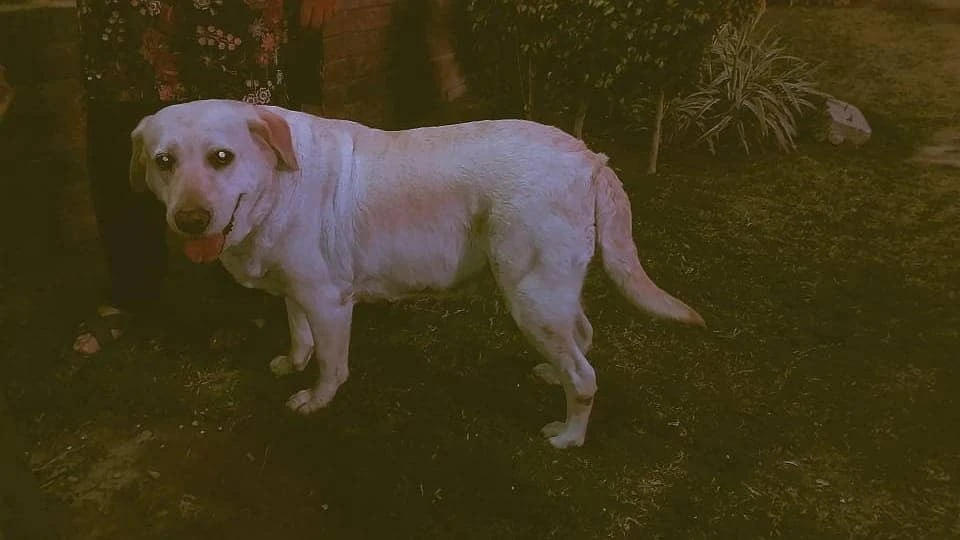 Labrador Adult female dog