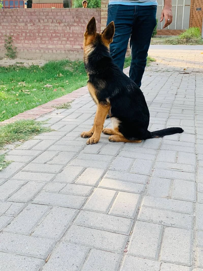 German shepherd male 3.5 month old non pedigree dog