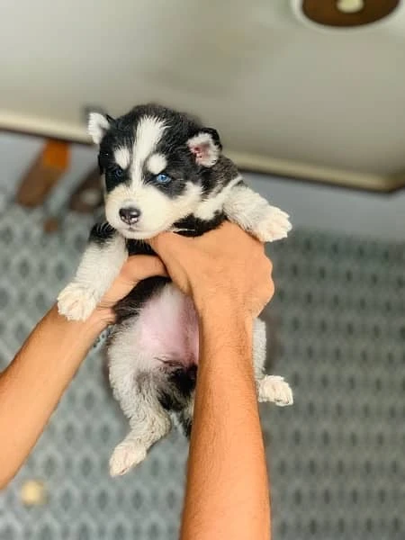 Husky puppies