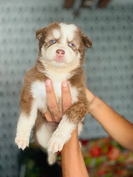 Husky puppies