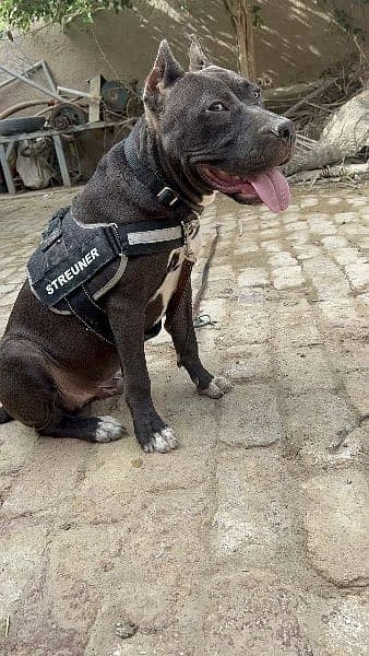 American bully xl size security dog-Image 2