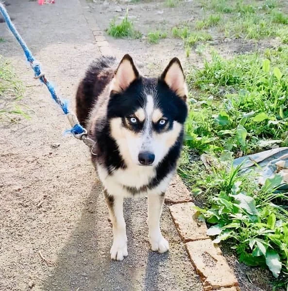 siberian husky Male-Image 1