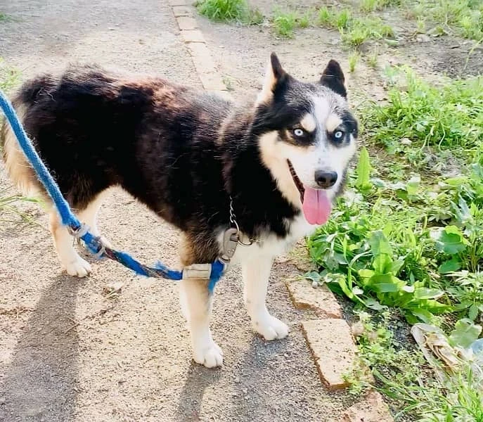 siberian husky Male-Image 2