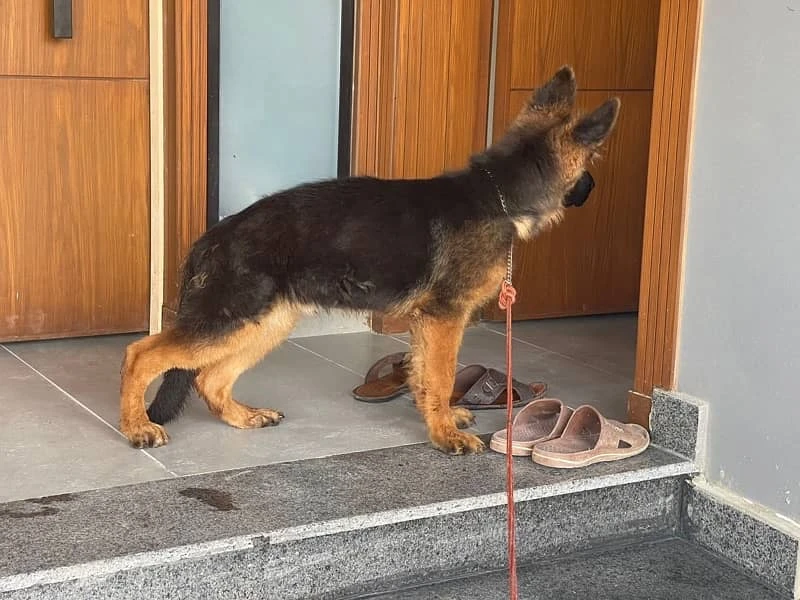 German Shepherd Long coat High Quality Show Class Pup