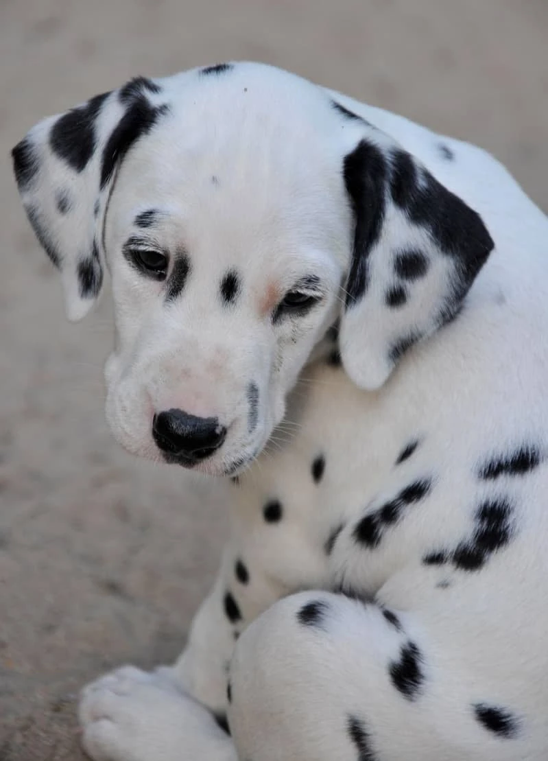 Dalmatian Dog For Sale