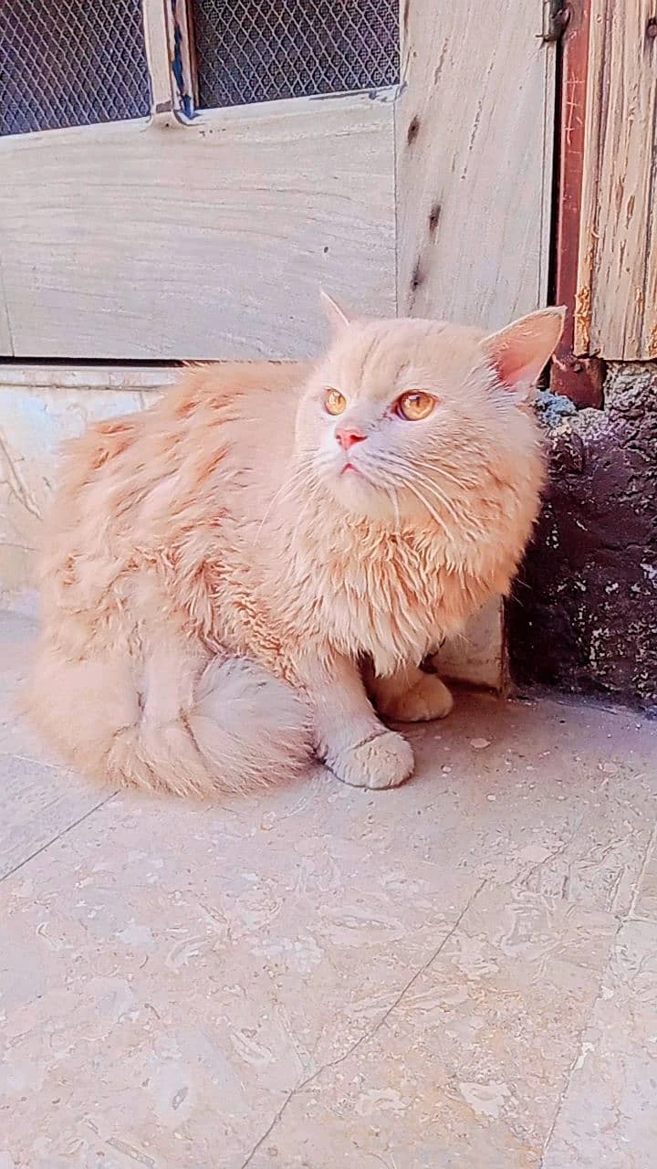 Persian cat for sale-Image 2