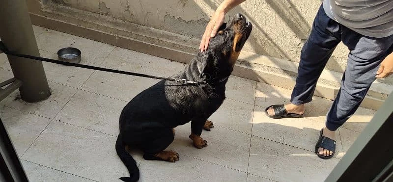 Rottweiler