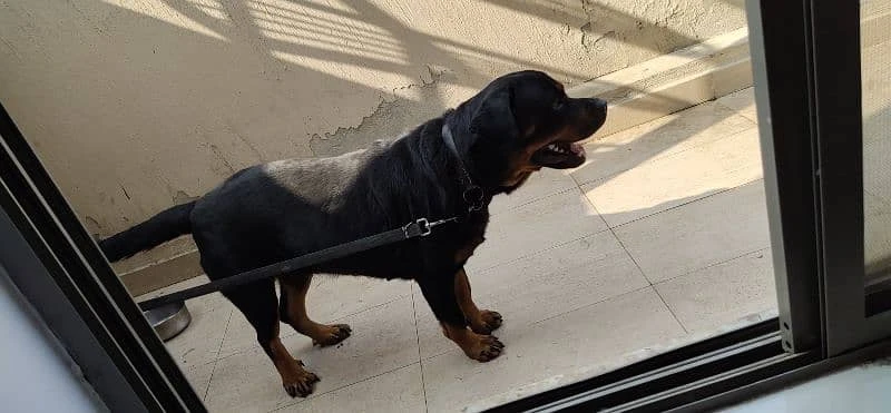 Rottweiler-Image 2