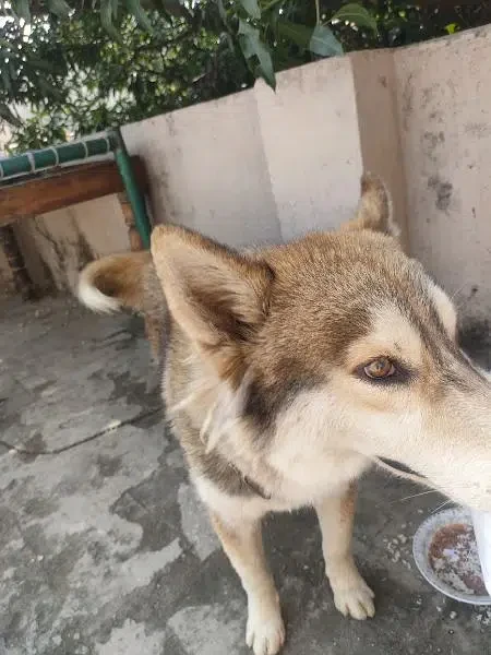 Imported Siberian husky Male dog for Sale