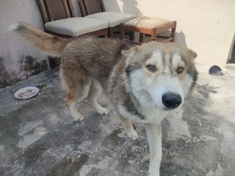 Imported Siberian husky Male dog for Sale