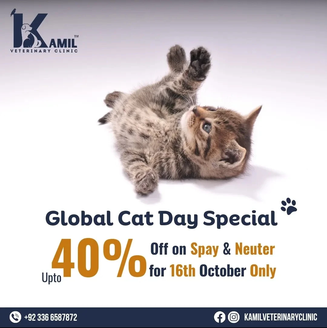 Global Cat Day Upto 40% Of on Spay & Neuter Surgery