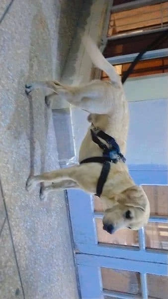 labrador 7 month full active