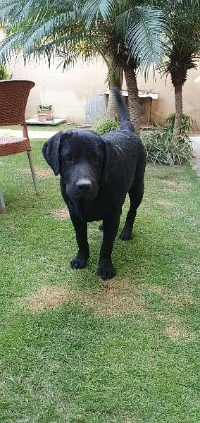 pedigree labrador-Image 1