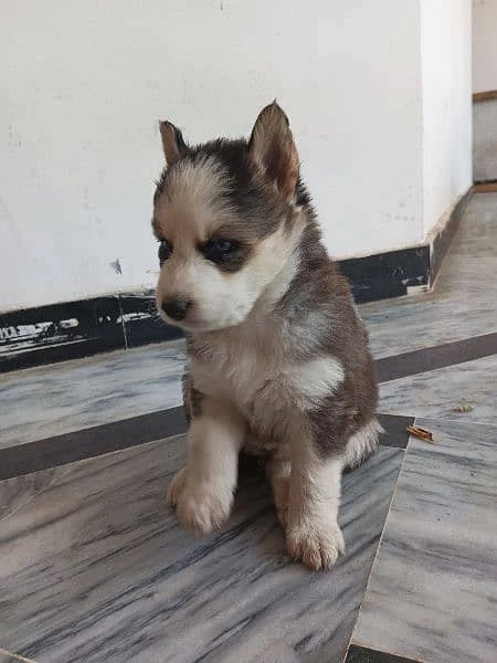 husky blue eyes Wooly coat puppy