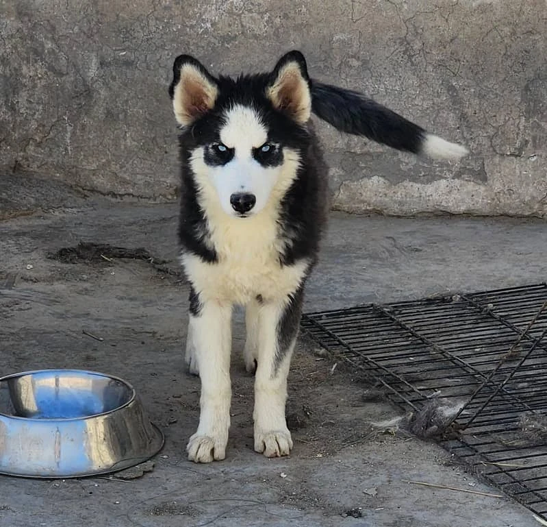 siberian husky wooly coat female puppy.-Image 1