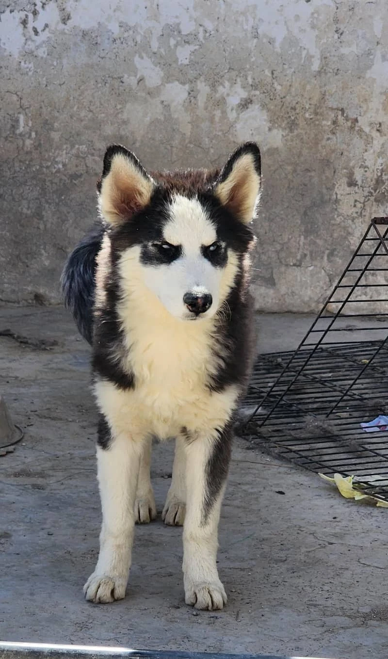 siberian husky wooly coat female puppy.-Image 2