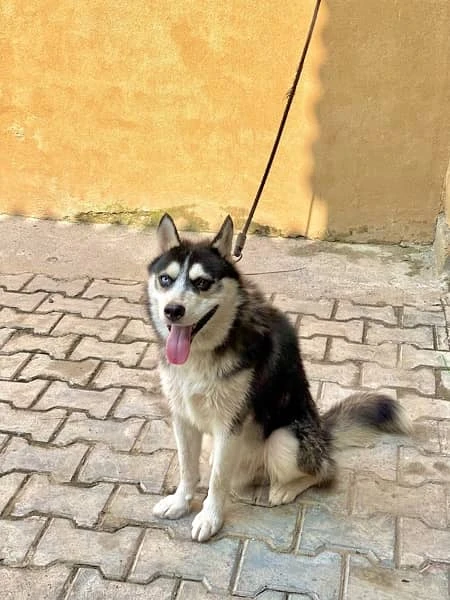 siberian husky age 7 months male