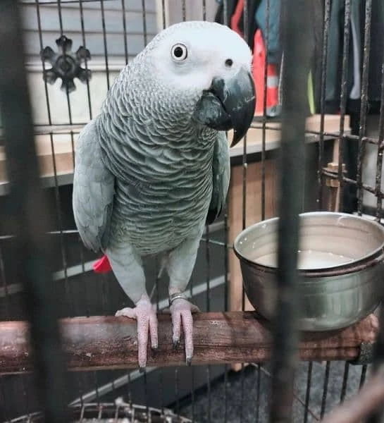 African Grey pure