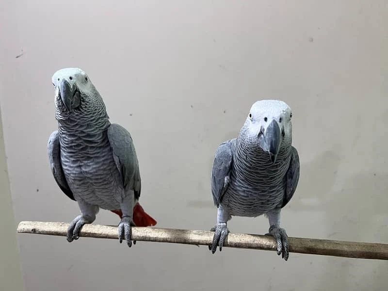 Pair ~ African Grey Parrots
