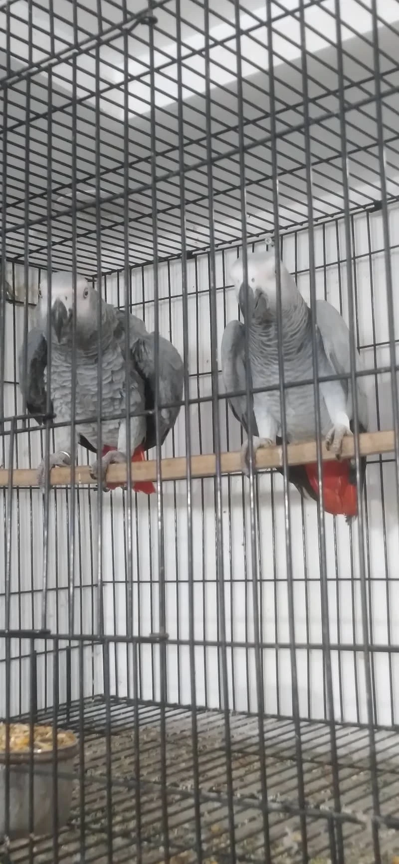 African grey parrot pair with cage-Image 2