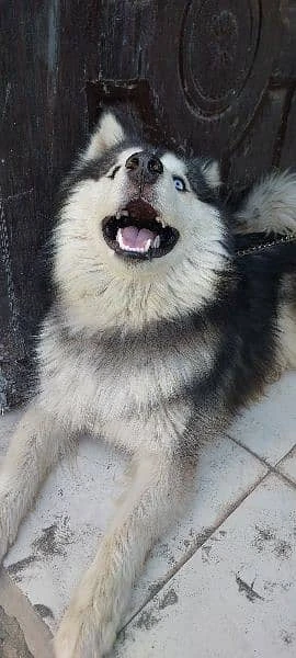 Siberian Husky male for sale