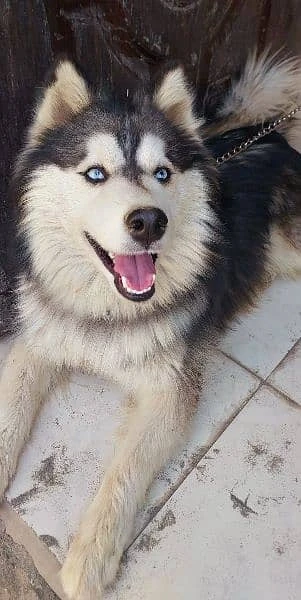 Siberian Husky male for sale