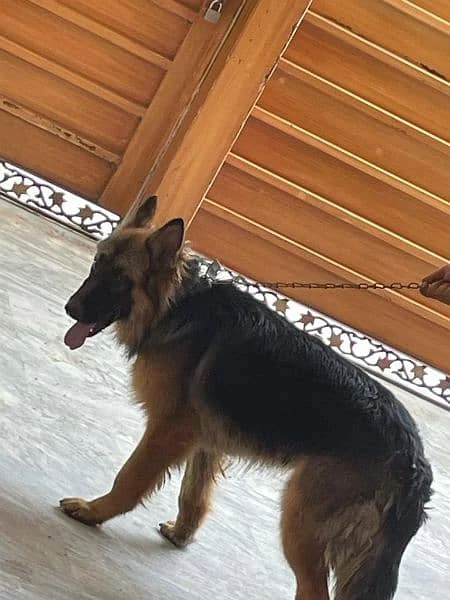 German shepherd for sale