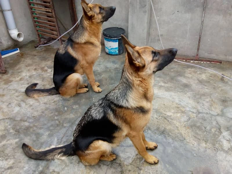 GERMAN SHEPHERD PAIR FOR SALE-Image 1