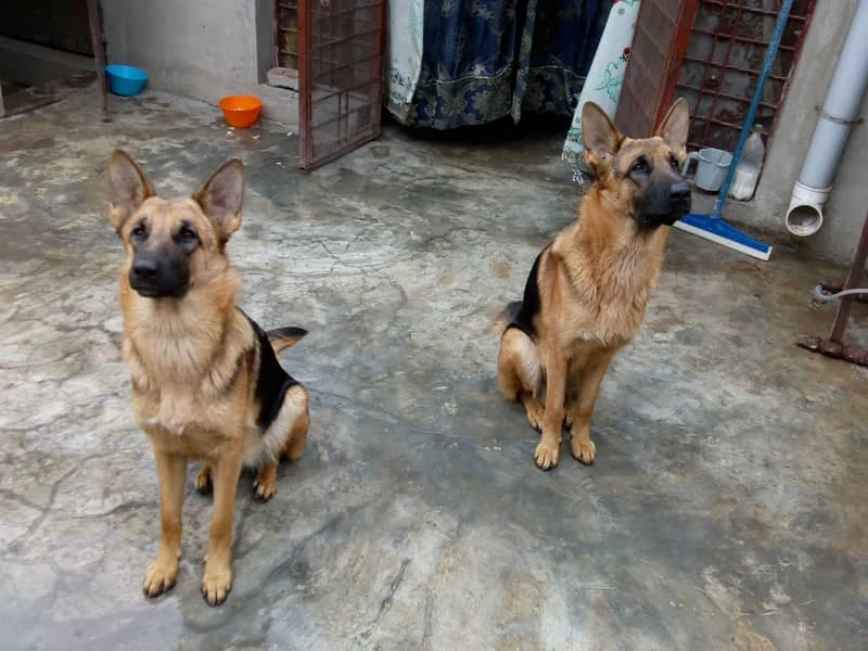 GERMAN SHEPHERD PAIR FOR SALE