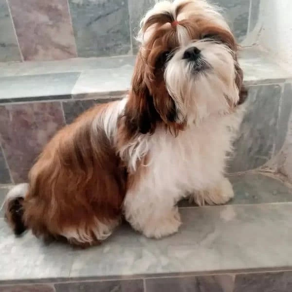 Shihtzu Dog-Image 2