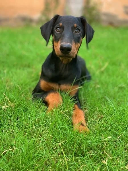 Doberman-Image 2