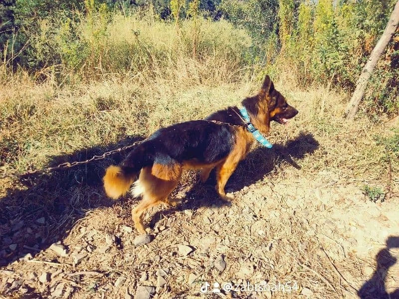 German shepherd-Image 1