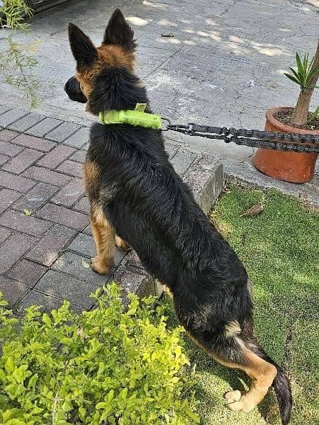 German shepherd male for sale-Image 1