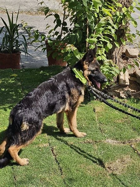 German shepherd male for sale