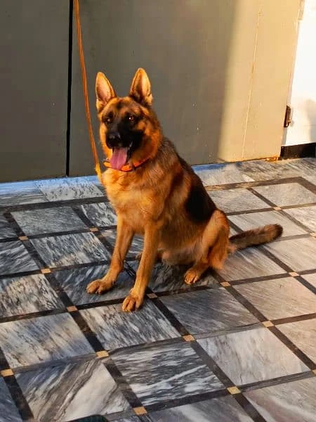 German shepherd male for sale