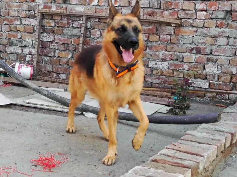 German shepherd male for sale