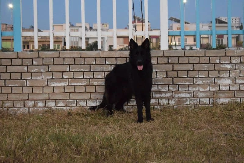 Black German Shepherd