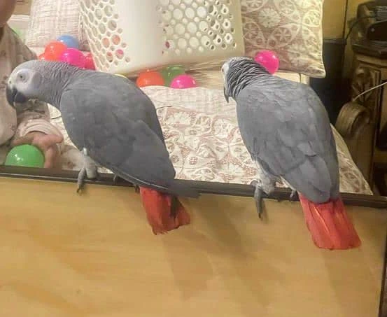 2 African Grey Parrots-Image 2