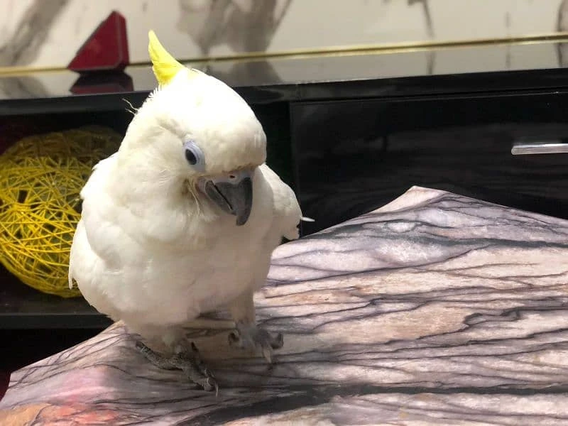 Triton cockatoo